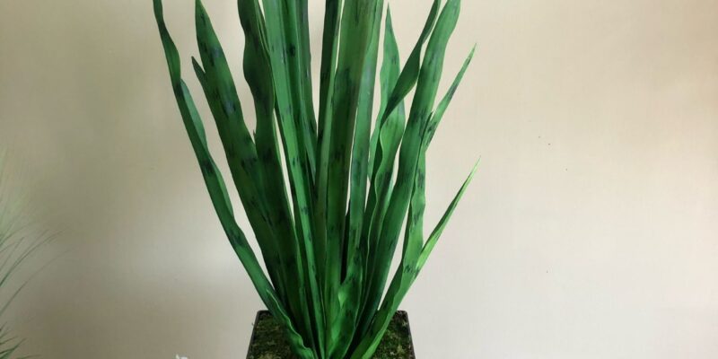 Sanseveria Plant
