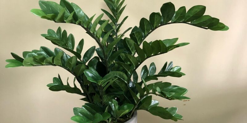 Zamifolia Plant