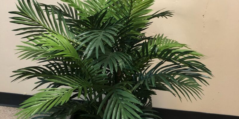 Areca palm