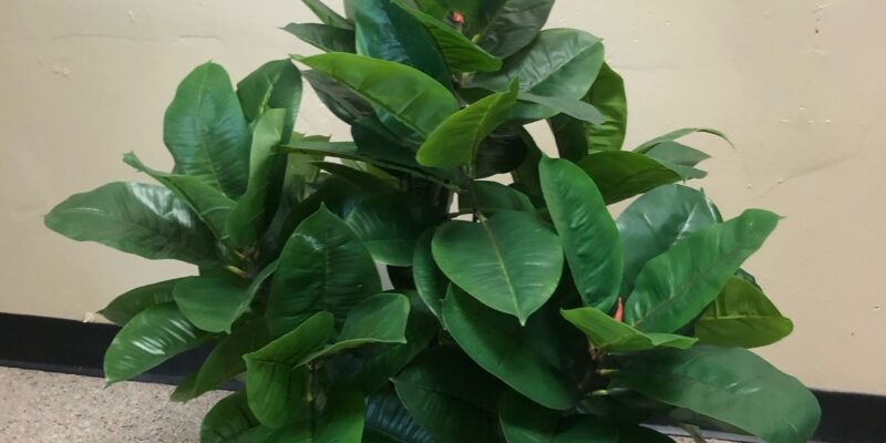Rubber plant
