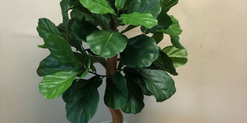 Fiddle leaf fig