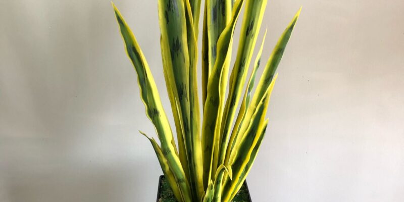 Sanseveria Plant