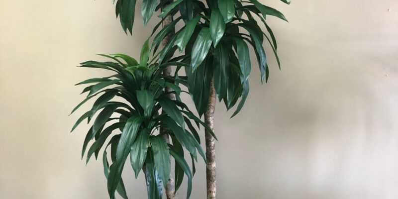 dracena  massangeana