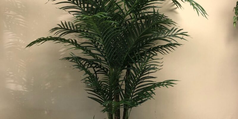 Areca palm