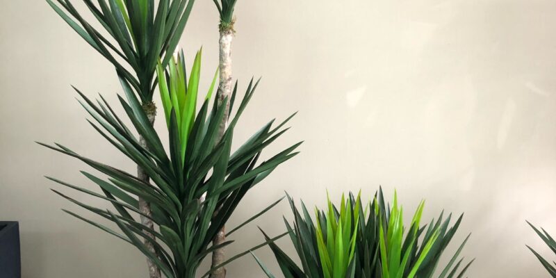 Brazilian yucca tree