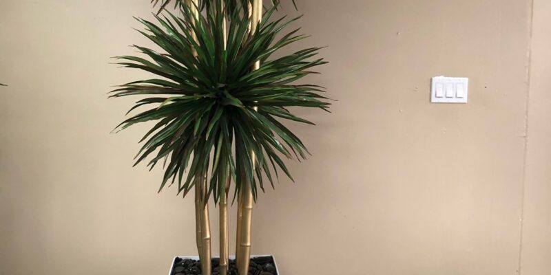 Yucca tree with bamboo