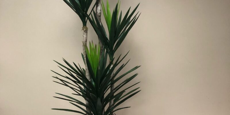 Brazilian yucca tree