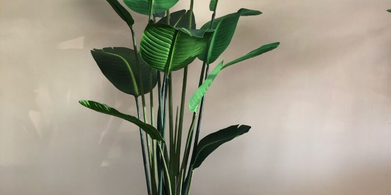 6’ft Traveller Palm